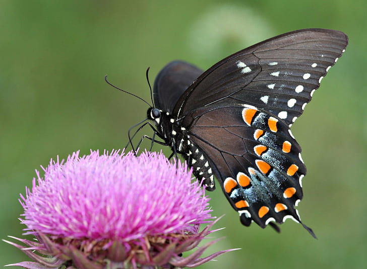 black and orange butterfly perched on pink flower in selective focus photography, spicebush, swallowtail, spicebush, swallowtail, HD wallpaper