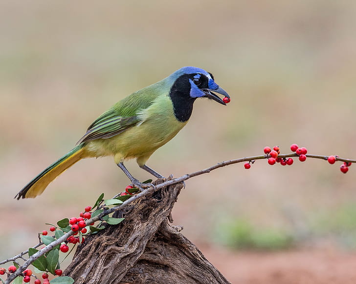 focus photography of green, black, and blue bird, green jay, green jay