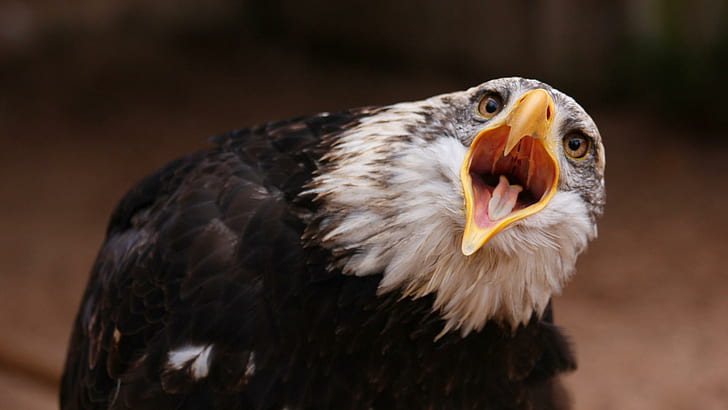 HD wallpaper: Eagle screaming, white and black eagle, animals, 1920x1080,  bird | Wallpaper Flare