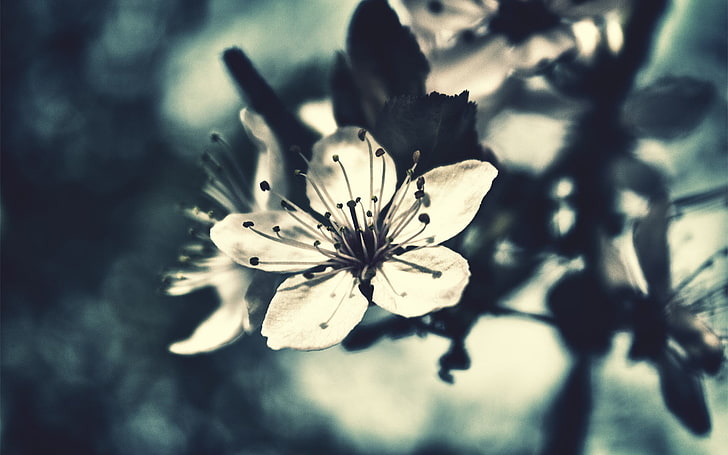 cherry blossoms grayscale photo, closeup photo of white petaled flower photography