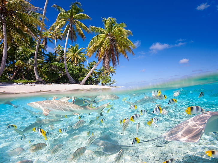 Tropical scenery, sea, beach, palm trees, fish, sharks, HD wallpaper