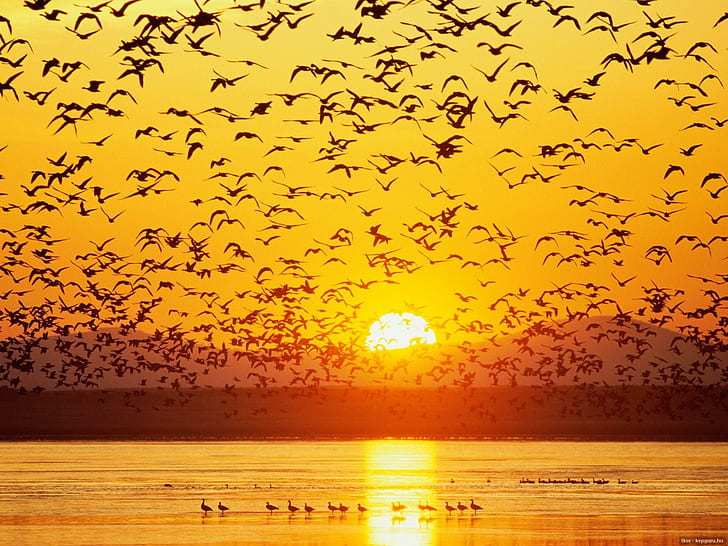 animals, birds, sunset, silhouette, river, HD wallpaper