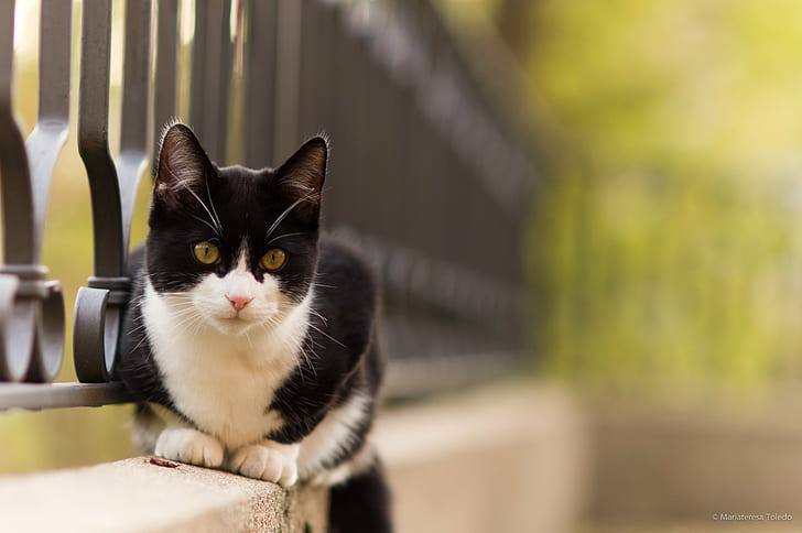 tuxedo cat on concrete wall, Miao, gatto, Nerone, Planar, T* 1