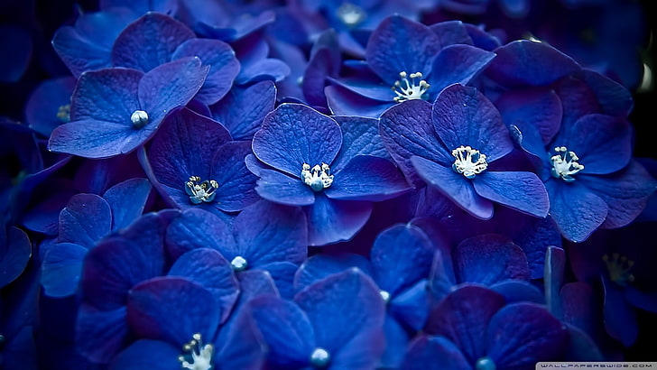 flowers, hydrangea, macro, blue flowers, plants, flowering plant, HD wallpaper