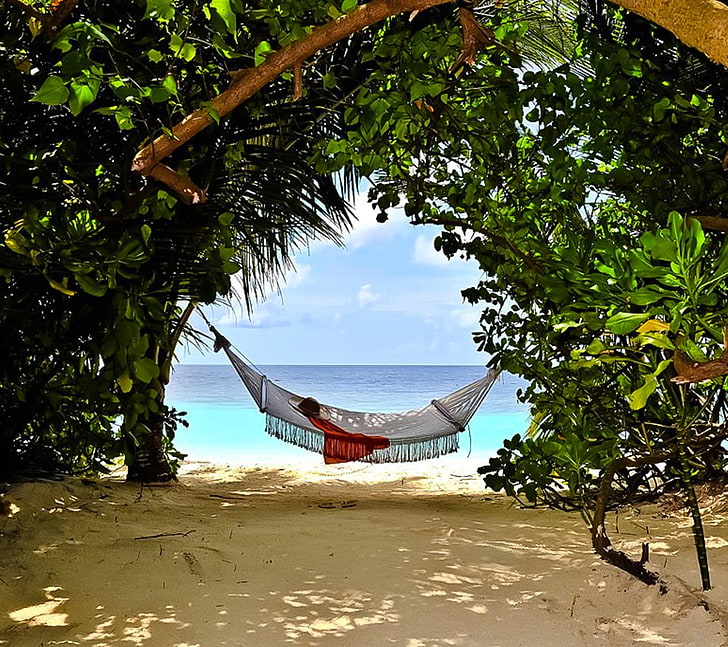 white hammock, nature, tree, water, plant, beach, sky, land, sea