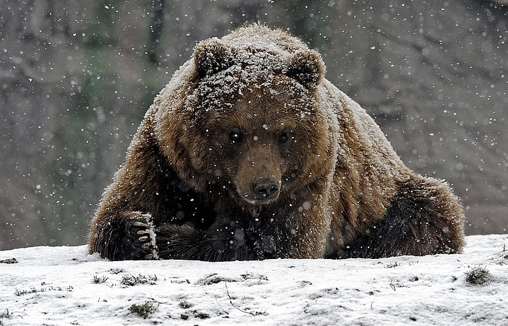 animals, bears, snow, winter, cold temperature, animal themes