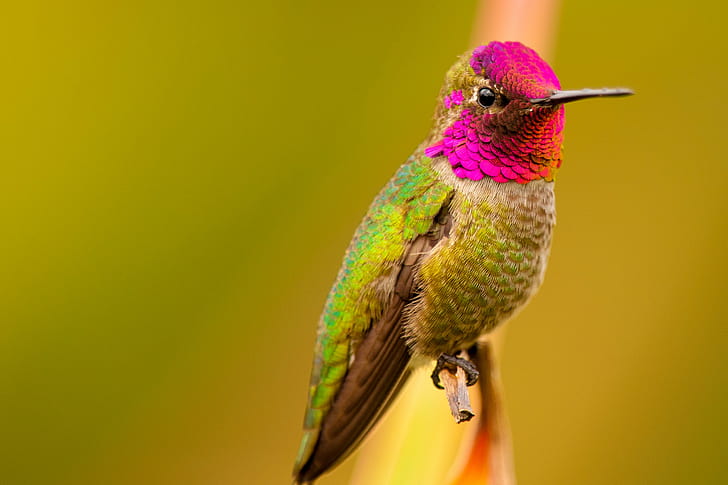 green and pink bird perched on stem closeup photography, Carnaval, HD wallpaper