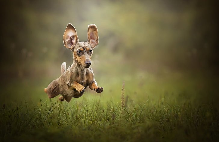smooth dapple dachshund puppy, dog, animals, nature, jumping, HD wallpaper