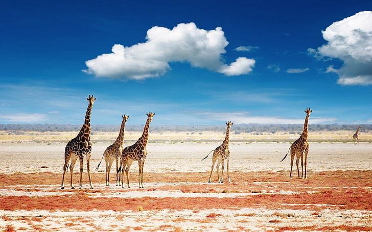 herd of giraffe, giraffes, animals, clouds, landscape, Africa, HD wallpaper