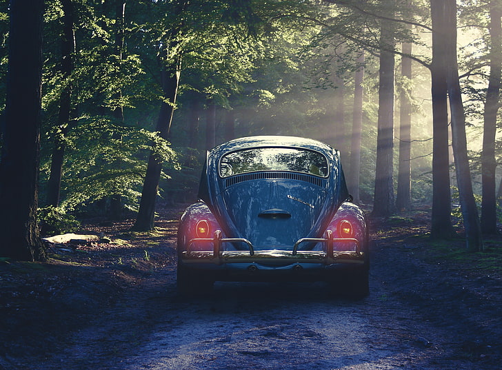 HD wallpaper: blue Volkswagen Beetle coupe, car, retro, forest, fog, tree,  mode of transportation | Wallpaper Flare