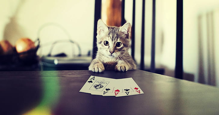 Kitten play poker, silver tabby kitten; ace poker card, Cat, maps