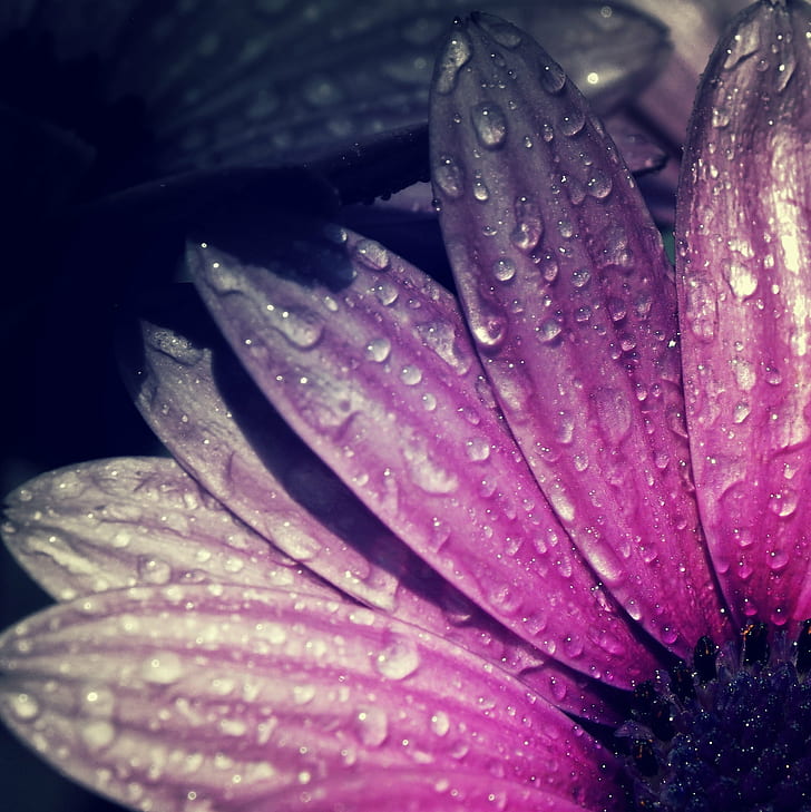 closeup photo of purple Osteospermum flower with water droplets