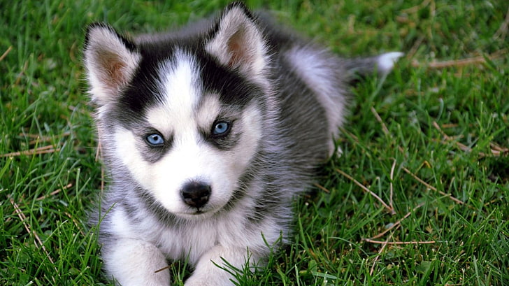 Siberian husky puppy, puppies, baby animals, dog, one animal, HD wallpaper