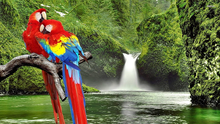 HD wallpaper: parrots, waterfall, jungle, lake, animals, tree, beauty in  nature | Wallpaper Flare