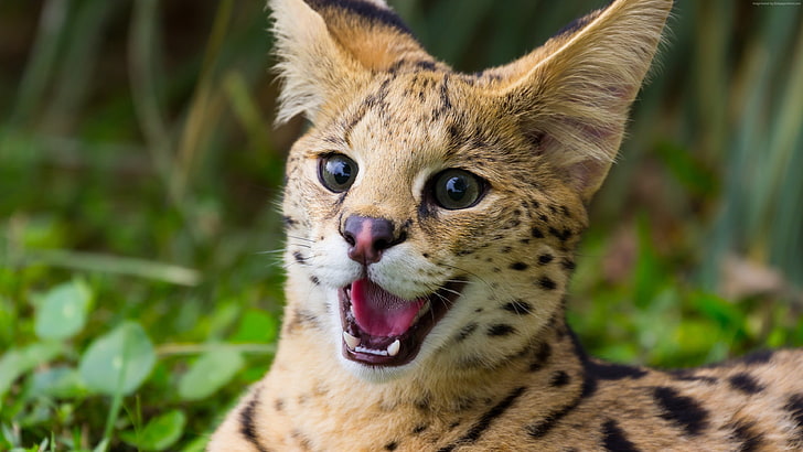 cheetah, photography of tan and black polka-dot wild animal, cat