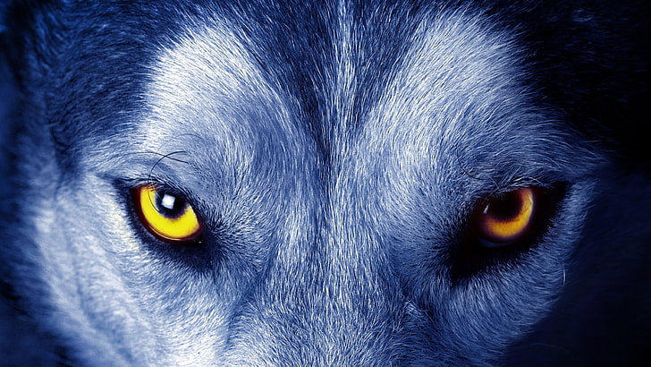 yellow wolf eyes, look, wild, wild animal, HD wallpaper