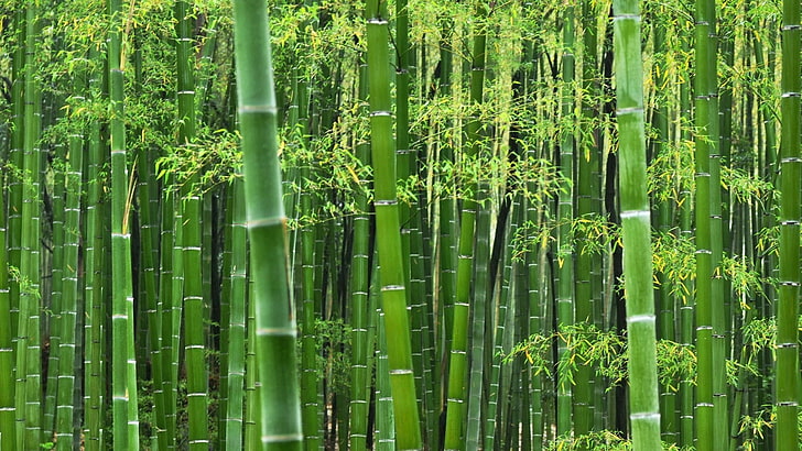 forest backgrounds for desktop hd backgrounds, bamboo - plant, HD wallpaper