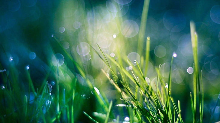 HD wallpaper: rain theme background images, plant, green color, grass,  nature | Wallpaper Flare