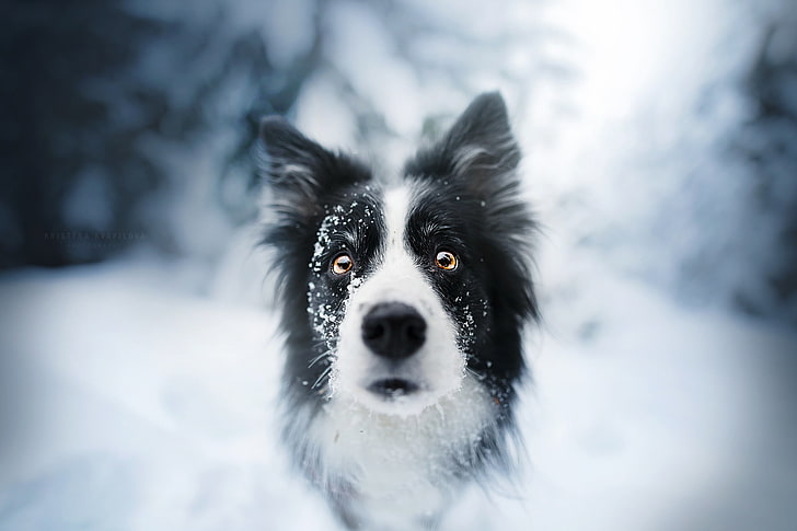 adult black and white border collie, animals, dog, face, snow
