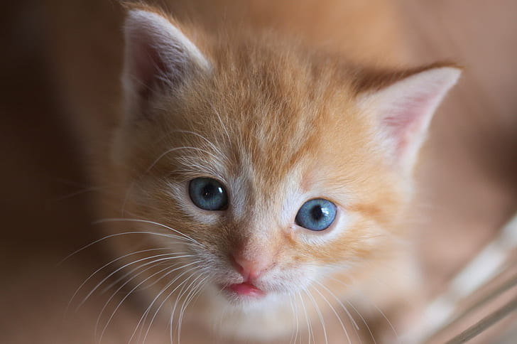 orange tabby kitten, cat, animal, pet, indoor, pets, domestic Cat, HD wallpaper