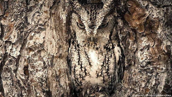 gray owl, nature, animals, camouflage, tree trunk, textured, no people