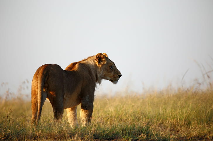 photo of Lion during daytime, animal, wild  africa, masai  mara, HD wallpaper