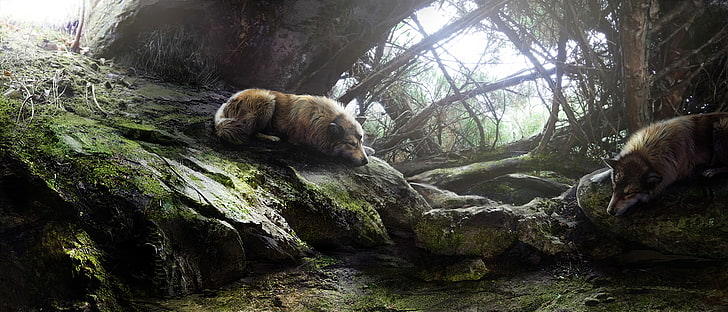nature, wolf, sleeping, animal themes, mammal, tree, forest, HD wallpaper
