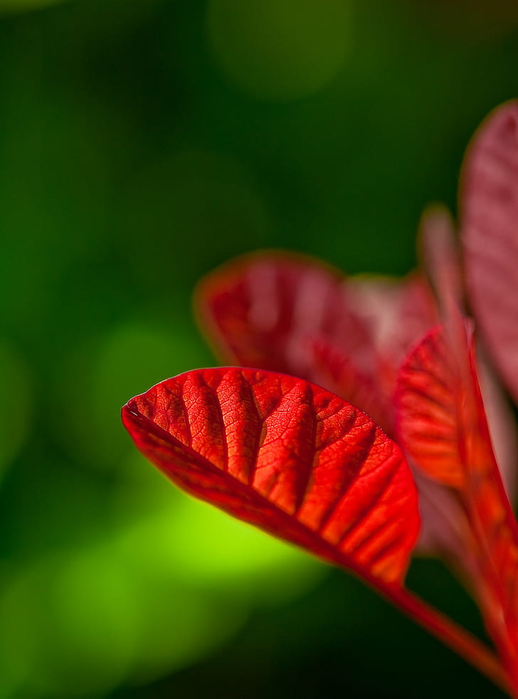 selective focus of leaf during daytime, Living on the edge, JRR Tolkien, HD wallpaper
