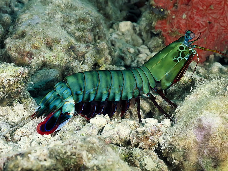 creature underwater nature mantis shrimp, animal wildlife, animal themes, HD wallpaper