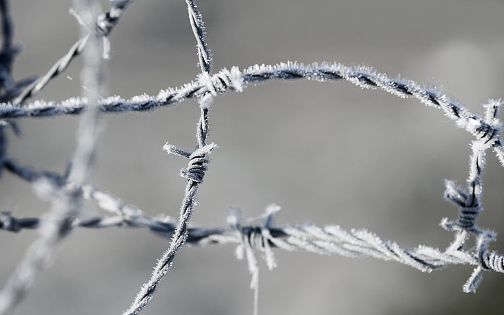 grey barbed wire, frost, metal, winter, cold - Temperature, snow