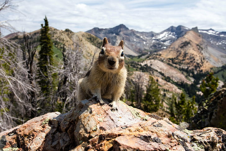 brown squirrel on the top of the brown stone, chipmunk, chipmunk, HD wallpaper