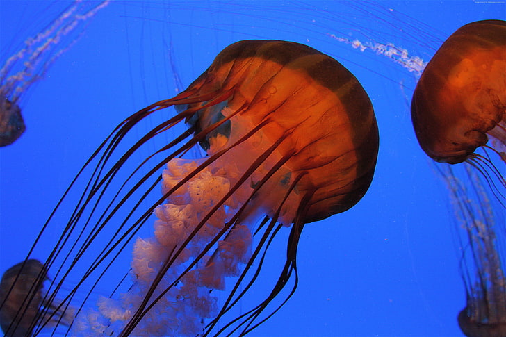 Pacific sea nettle, Atlanta, water, tourism, Jellyfish, 4k, HD wallpaper
