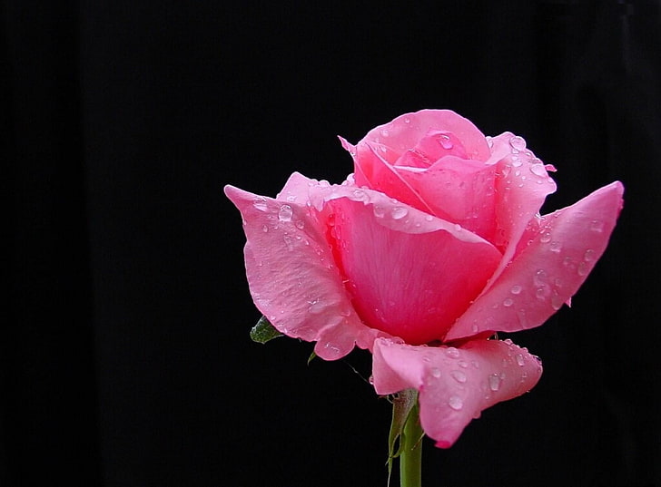 HD wallpaper: pink flower, rose, bud, petals, drops, fresh, black background  | Wallpaper Flare