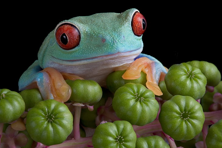 Frogs, Red Eyed Tree Frog, Amphibian, Macro, Wildlife
