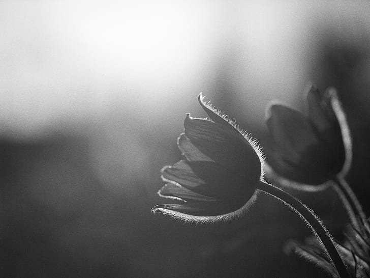 grayscale photography of plant during daytime, mit, der, BandW, HD wallpaper