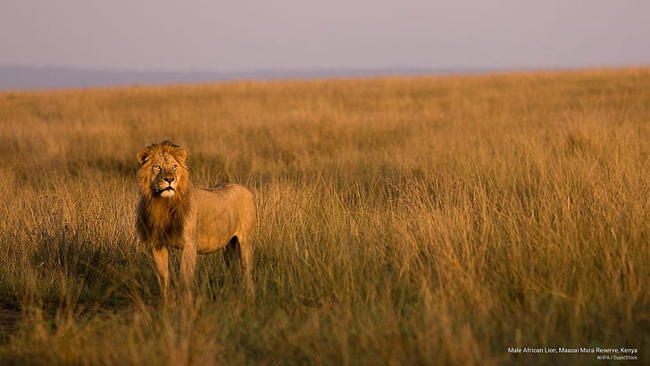 Male African Lion, Maasai Mara Reserve, Kenya, Animals, HD wallpaper