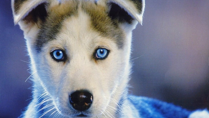 white and brown Siberian husky puppy, dog, blue eyes, nature