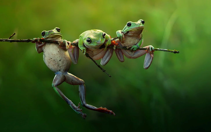 three green frogs, animals, nature, amphibian, twigs, vertebrate