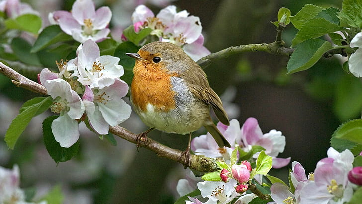 robins, birds, flowers, twigs, nature