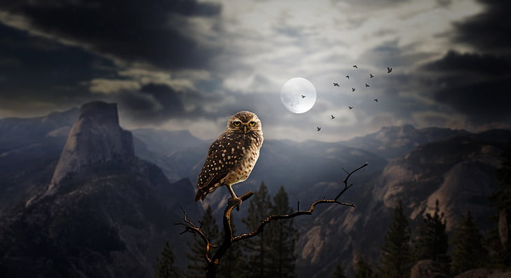 brown owl, dark, landscape, Moon, fantasy art, animals, birds