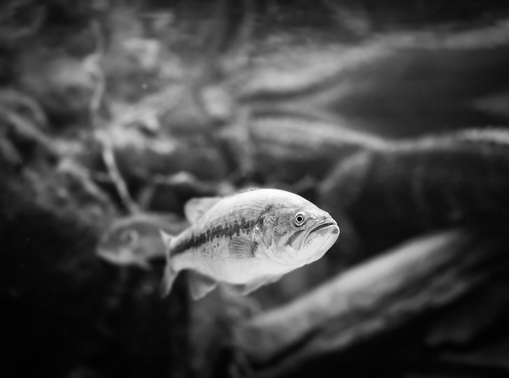 HD wallpaper: Fish Black And White, grayscale photography of fish,  California | Wallpaper Flare