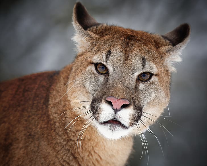 look, face, background, portrait, wild cat, Puma, Cougar, HD wallpaper