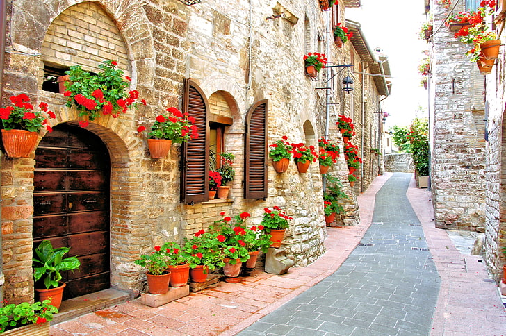 red petaled flowers and brown plant pot lot, home, Italy, pots, HD wallpaper