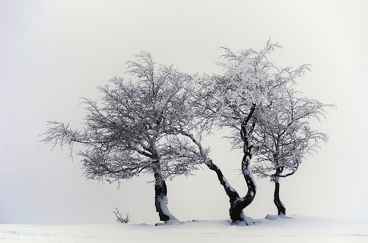 leafless tree cover with snow, photography, nature, trees, white