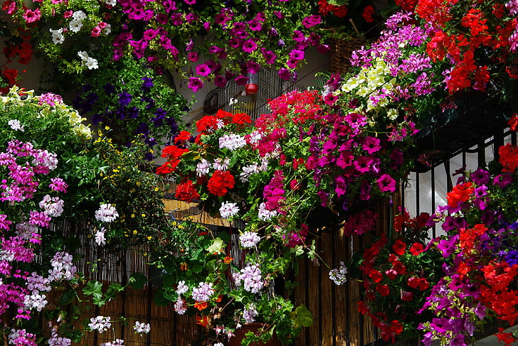 assorted flowers wallpaper, colorful, different, much, beauty