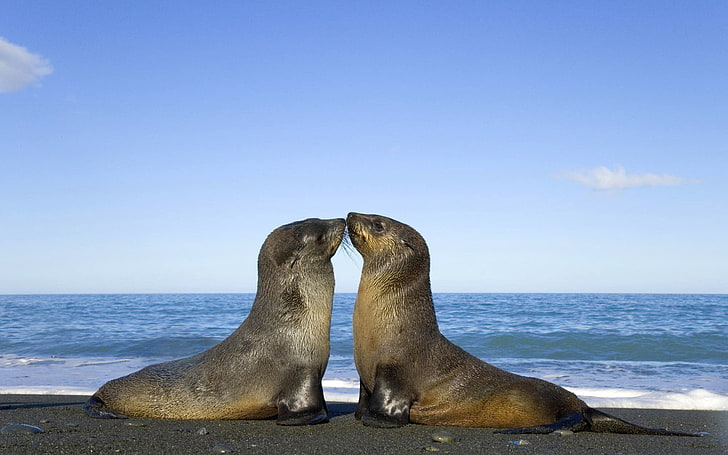 Two animals loving, two gray sea lions, Seal, amazing animals wallpapers, HD wallpaper