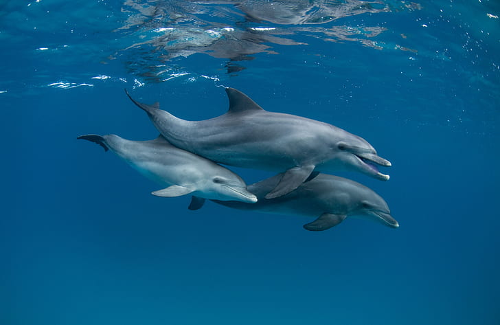 animals, mammals, underwater, dolphin
