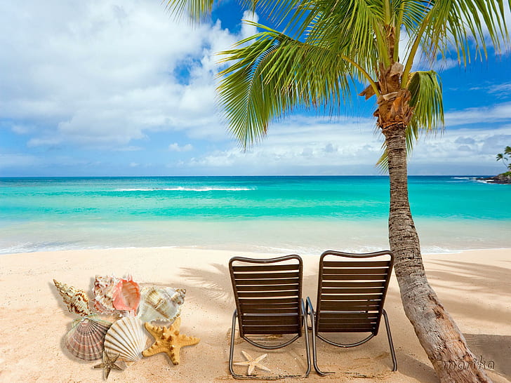 Beach Shells, starfish, sunshine, sand, summer, palm, HD wallpaper