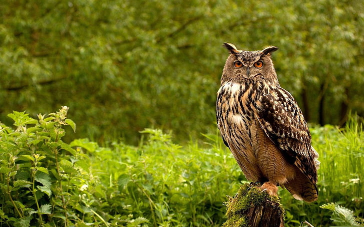 brown and black owl, birds, grass, herbs, predator, bird of Prey