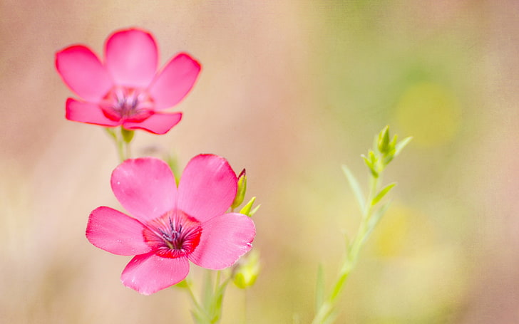 dare to dream-Photography HD wallpaper, two pink flowers, pink color